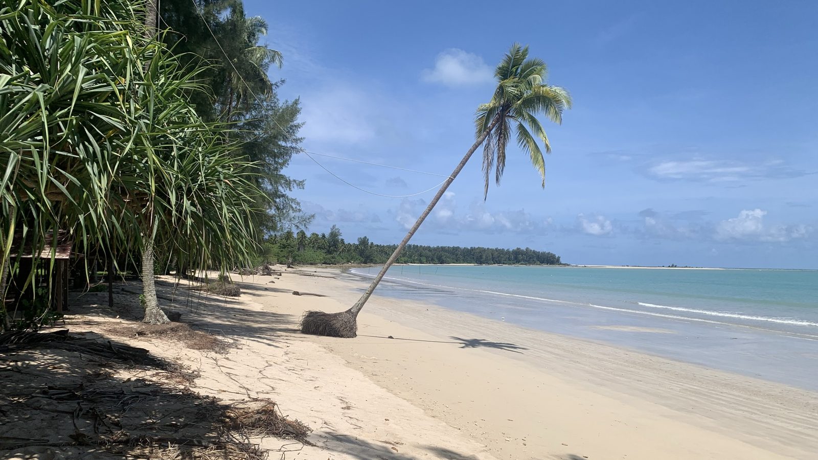A leaning palm on the sand at Khao Lak, Andaman sea beyond the casuarina